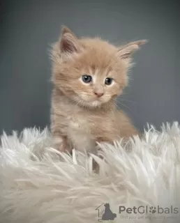 Photos supplémentaires: Magnifique chaton tigré/maine coon