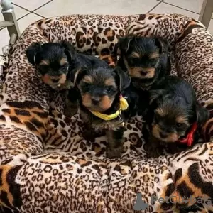 Photo №1. yorkshire terrier - à vendre en ville de Copenhague | 379€ | Annonce № 125647