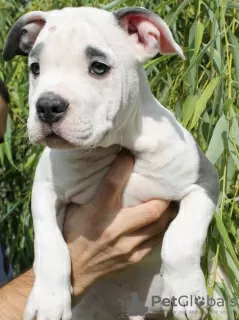 Photo №3. Magnifiques chiots Amstaff de sang noble. La Moldavie