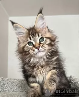 Photo №1. maine coon - à vendre en ville de Интерлакен | 400€ | Annonce № 116796