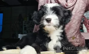 Photo №1. terrier tibétain - à vendre en ville de Minsk | négocié | Annonce №92837