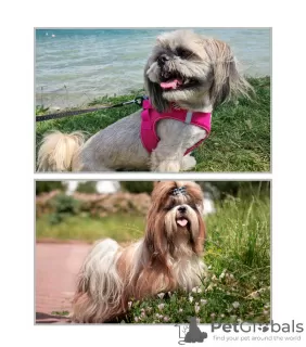 Photos supplémentaires: Chiots Shih Tzu incroyablement beaux