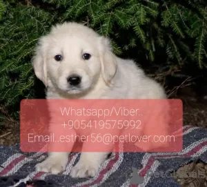 Photo №1. golden retriever - à vendre en ville de Ekaterinbourg | 360€ | Annonce №107017