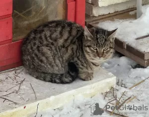 Photo №3. Deux merveilleux chatons gris recherchent un foyer.. Fédération de Russie