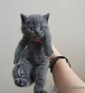 Photo №1. british shorthair - à vendre en ville de Гриндельвальд | Gratuit | Annonce № 129222