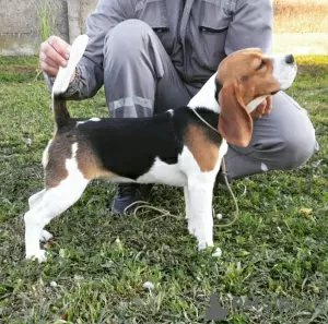 Photo №1. beagle - à vendre en ville de Omoljica | négocié | Annonce №122566