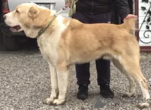 Photos supplémentaires: Vente de chiots de berger d'Asie centrale