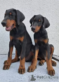 Photos supplémentaires: Doberman, meilleurs chiens