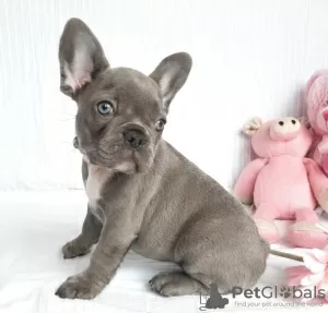 Photo №1. bouledogue - à vendre en ville de Sydney | Gratuit | Annonce №8470