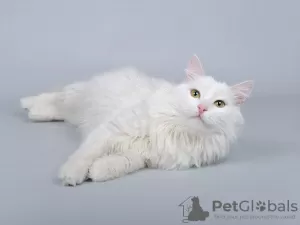 Photo №3. Le chat blanc comme neige Nikita est entre de bonnes mains.. Fédération de Russie