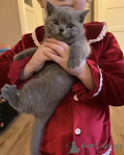 Photo №4. Je vais vendre british shorthair en ville de Munich. annonce privée, de la fourrière - prix - 284€