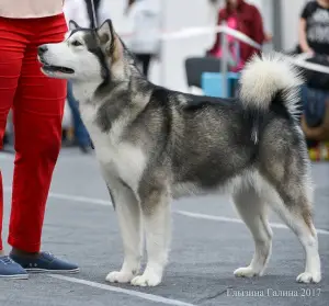 Photo №1. malamute de l'alaska - à vendre en ville de Minusinsk | 638€ | Annonce №1462