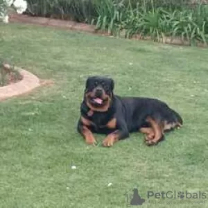 Photo №4. Je vais vendre rottweiler en ville de Villingen-Schwenningen. éleveur - prix - Gratuit