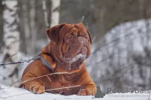 Photo №4. Accouplement dogue de bordeaux en Fédération de Russie. Annonce № 87011