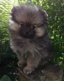 Photo №2 de l'annonce № 6877 de la vente spitz allemand - acheter à Fédération de Russie éleveur