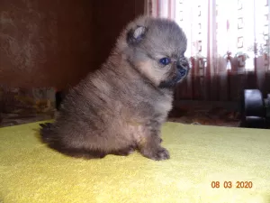 Photo №2 de l'annonce № 5907 de la vente spitz nain - acheter à Fédération de Russie éleveur