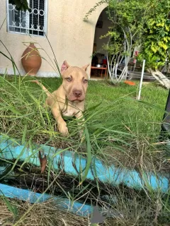 Photo №1. american pit bull terrier - à vendre en ville de Сухум | négocié | Annonce №118971