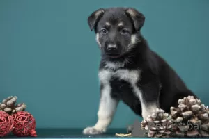 Photos supplémentaires: Chiots bergers d'Europe de l'Est disponibles à la réservation