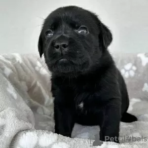 Photo №1. labrador retriever - à vendre en ville de Люксембург | négocié | Annonce №96435