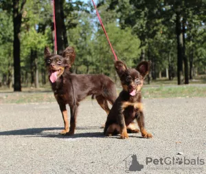 Photo №1. petit chien russe - à vendre en ville de Nikolaev | 682€ | Annonce №7722