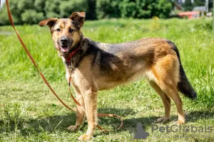 Photos supplémentaires: Merveilleux chien Jess en cadeau