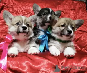 Photo №4. Je vais vendre welsh corgi en ville de Minsk. annonce privée - prix - 1250€