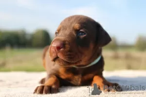 Photos supplémentaires: CHIOTS DOBERMANN FCI