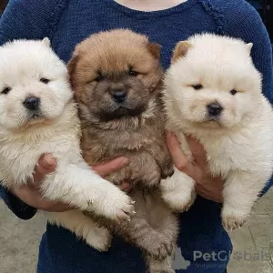 Photo №1. chow-chow - à vendre en ville de Los Angeles | Gratuit | Annonce №17537