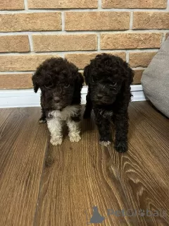 Photo №3. Chiots Lagotto Romagnolo. Serbie