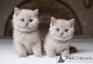 Photo №1. british shorthair - à vendre en ville de Васа | Gratuit | Annonce № 130640