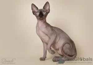 Photos supplémentaires: sphynx canadien