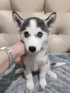 Photo №1. husky de sibérie - à vendre en ville de Tioumen | 133€ | Annonce №19746