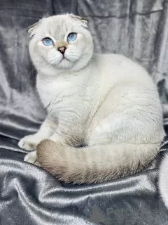 Photo №1. scottish fold - à vendre en ville de Poltava | négocié | Annonce № 10476