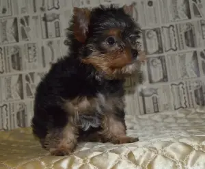 Photos supplémentaires: Chiot Yorkshire terrier à vendre