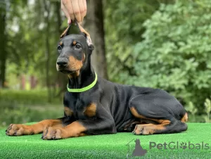 Photos supplémentaires: Chiots Dobermann