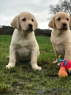 Photo №1. labrador retriever - à vendre en ville de Zwickau | 510€ | Annonce №99496