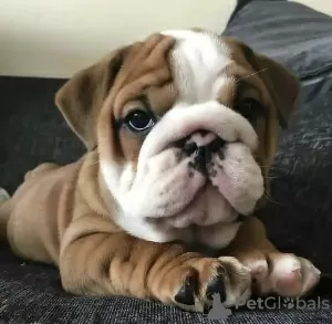 Photo №1. bulldog anglais - à vendre en ville de Nyon | négocié | Annonce №42091