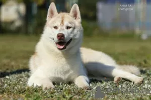 Photo №2 de l'annonce № 13260 de la vente husky de sibérie - acheter à Ukraine de la fourrière