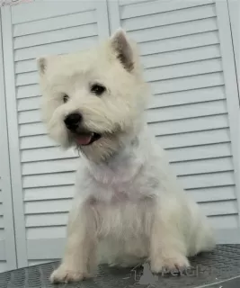 Photos supplémentaires: Chiot West Highland White Terrier du Champion International