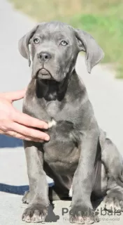 Photo №1. cane corso - à vendre en ville de Vršac | négocié | Annonce №75320