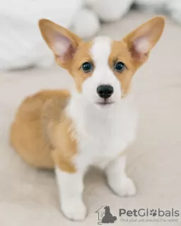 Photo №1. welsh corgi - à vendre en ville de Vantaa | 350€ | Annonce №121011