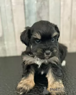 Photos supplémentaires: Chiots Schnauzer mignons