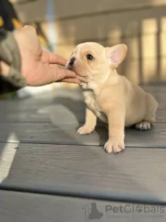 Photo №1. bouledogue - à vendre en ville de Ludwigsburg | 500€ | Annonce №80752