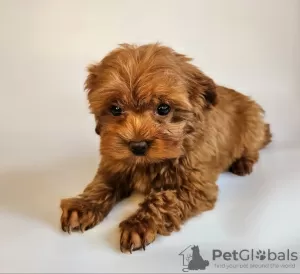 Photo №4. Je vais vendre caniche (jouet) en ville de Saint-Pétersbourg. de la fourrière - prix - 710€