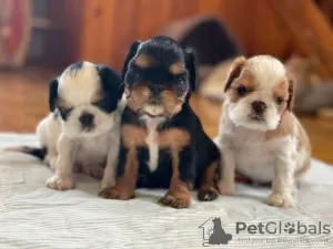 Photo №4. Je vais vendre cavalier king charles spaniel en ville de Jytomyr. de la fourrière, éleveur - prix - 757€