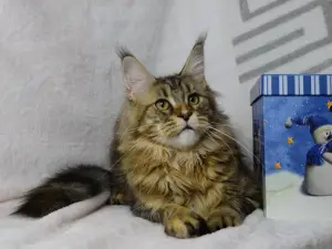 Photo №1. maine coon - à vendre en ville de Stavropol | Négocié | Annonce № 4868