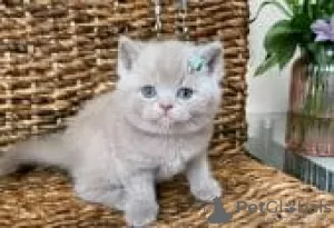 Photo №2 de l'annonce № 126792 de la vente british shorthair - acheter à Allemagne annonce privée