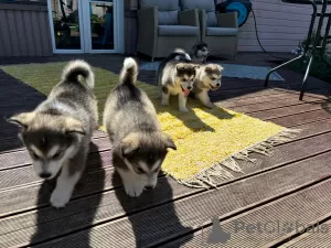 Photo №3. Chiots Malamute d'Alaska. Estonie