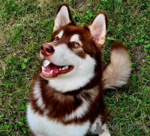 Photo №4. Je vais vendre malamute de l'alaska en ville de Koursk. de la fourrière - prix - négocié