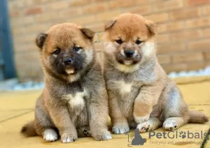 Photo №1. shiba - à vendre en ville de Berlin | Gratuit | Annonce №90586